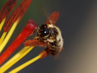 Hoverfly 001M (Garden).jpg