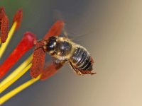 Hoverfly 002M (Garden).jpg