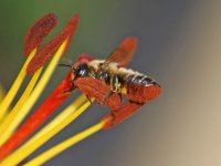 Hoverfly 003M (Garden).jpg