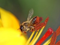 Hoverfly 004M (Garden).jpg