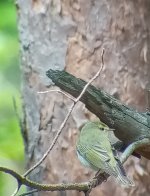 Wood Warbler Seulinger Wald.jpg