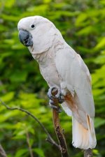 Salmon-crested-Cockatoo.jpg