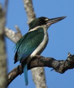 BF Torresian Kingfisher thread.jpg