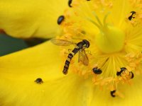 Hoverfly 002M (Garden).jpg