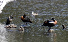 BF Australian Shelduck thread.jpg