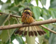 DSC02268 Cinnamon-chested Bee-eater @ Nairobi bf copy.jpg