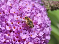 Hoverfly 001 (Garden).jpg