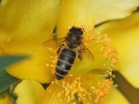 Possible Hoverfly 002B (Garden).jpg