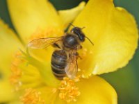 Possible Hoverfly 002C (Garden).jpg