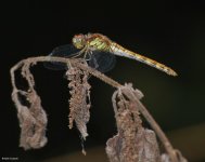 #Dragonfly.jpg