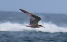 mystery tern 2.jpg