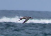 mystery tern.jpg