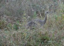 DSC00978 bustard sp. @ Nairobi National Park.JPG
