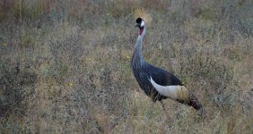 DSC00963 Grey-crowned Crane @ Nairobi NP. bf.JPG