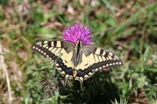 Swallowtail it 1.jpg