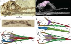 Ichthyornis-1.jpg