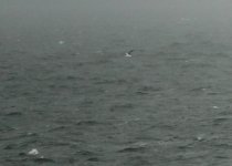 DSC01526 Crested Tern @ Cheung Chau ferry.jpg