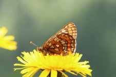 Asian Fritillary it 2.jpg