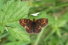 Thors Fritillary it 1.jpg