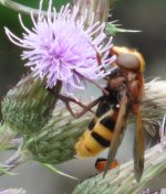 P1030812a hoverfly 31 Jul 2021 Queens Park.jpg