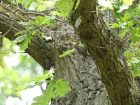 Treecreeper 1 (1).JPG