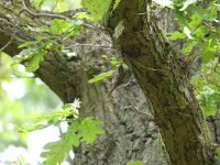 Treecreeper 1 (2).JPG