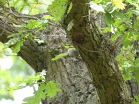 Treecreeper 1 (3).JPG