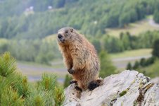 Alpine Marmot it 1.jpg