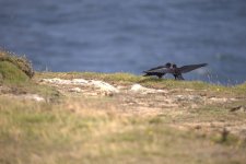 choughs resized.jpg