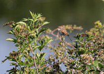 Whitethroat-6038.jpg