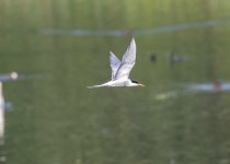 Common Tern-6056.jpg