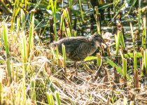 Water Rail-6066.jpg