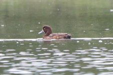 Greater Scaup or Tufted Duck.jpg