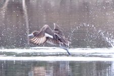 Greater Scaup or Tufted Duck_3.jpg