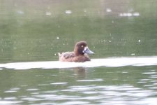 Greater Scaup or Tufted Duck_4.jpg