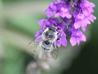 Common Mourning Bee 001M (Garden).jpg