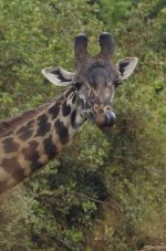 DSC01095 Maasai Giraffe @ Nairobi NP bf.jpeg