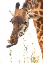 DSC00986 Maasai Giraffe @ Nairobi.JPG
