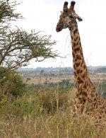 DSC01002 Maasai Giraffe @ Nairobi NP.JPG