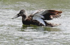 BF Australasian Shoveler thread.jpg