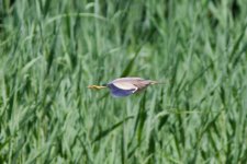 Yellow Bittern.jpeg