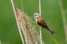 Chinese Penduline Tit (1).jpeg