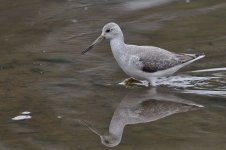 Nordmann_s Greenshank2_Buntal_Gim Cheong Tan (1)_KL.jpg