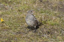 snow_bunting.jpg