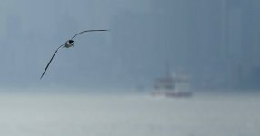 DSC01594 Bridled Tern @ Cheung Chau Ferry.jpg