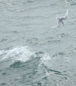 DSC01550 Black-naped Tern @ Cheung Chau.jpg