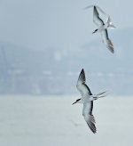 DSC01570 Bridled Tern @ Cheung Chau Ferry.jpg