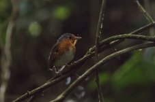 Sucre Antpitta.jpg