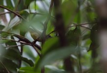 Grey-headed Warbler.jpg