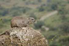 DSC01024 Rock Hyrax @ Nairobi NP copy.JPG